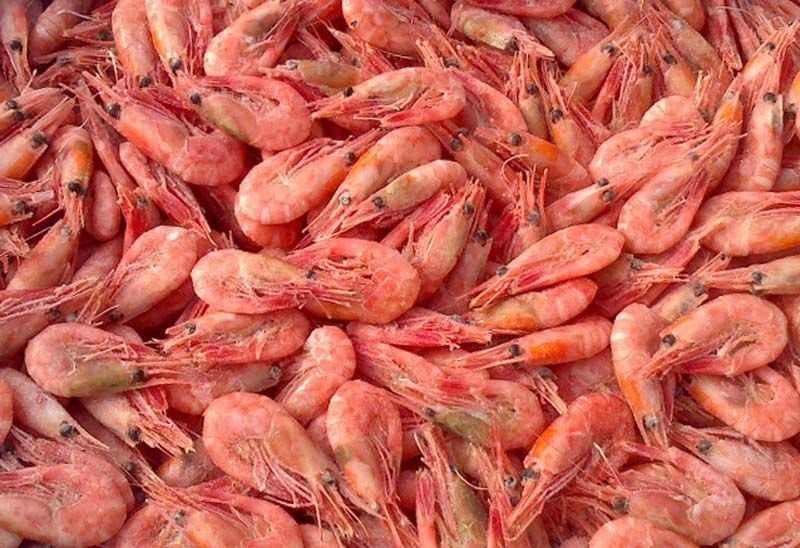 Креветка северная 90/120