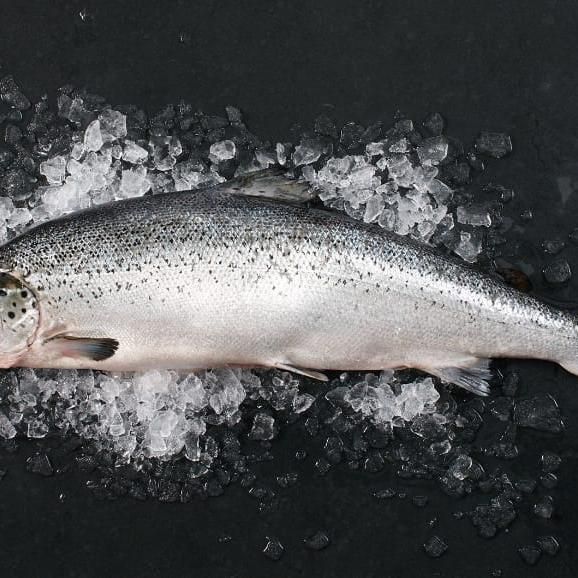 Семга охлажденная (Мурманск) 5-6 кг в шт