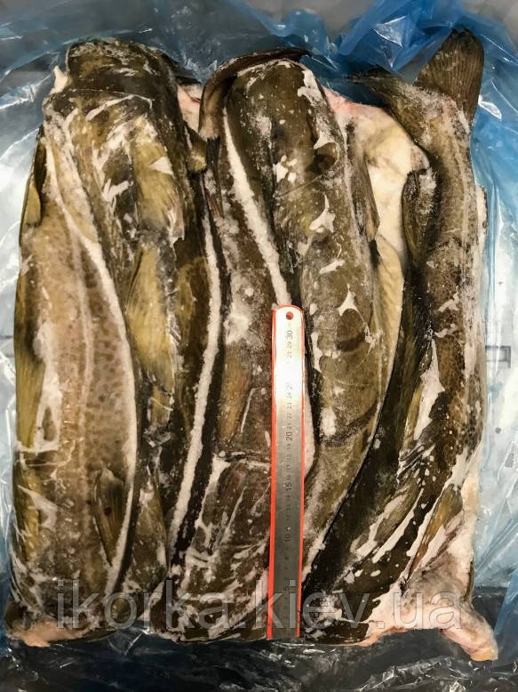 Треска свежемороженая без головы тушка  ~ 1.5-1.7 кг в шт